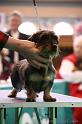 Crufts2011_2 1155